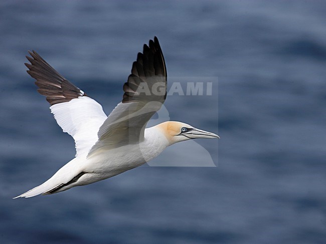 Jan-van-Gent in vlucht; Northern Gannet in flight stock-image by Agami/Markus Varesvuo,