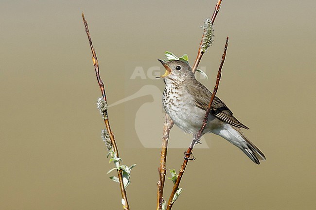 Adult Grey-cheeked Thrush (Catharus minimus) singing from a small bush on Seward Peninsula, Alaska USA. During short arctic summer. stock-image by Agami/Brian E Small,