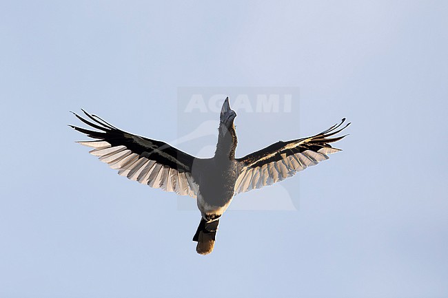 single Black-and-white-casqued Hornbill (Bycanistes subcylindricus) in flight found in Kibale National Park in Uganda stock-image by Agami/Mathias Putze,