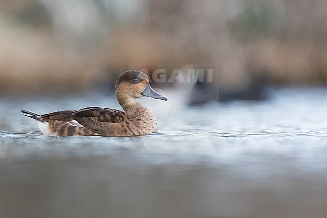 Hybrid adult Marbled Duck x Ferruginous Duck (Marmaronetta angustirostris x Aythya nyroca) swimming in a lake in Spain (Andalucia). stock-image by Agami/Ralph Martin,