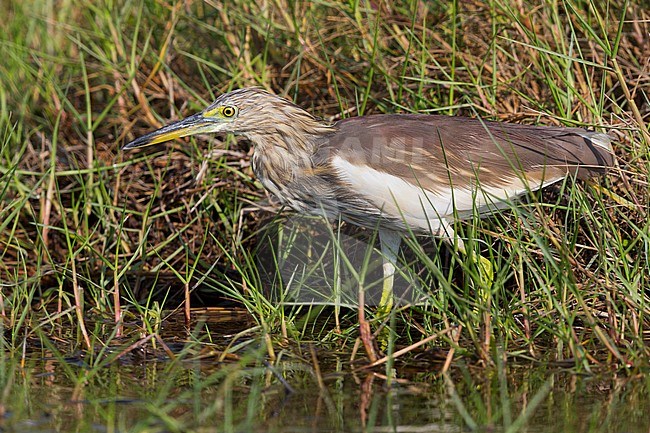 Indian Pond Heron (Ardeola grayii), hunting in a marsh, Taqah, Dhofar, Oman stock-image by Agami/Saverio Gatto,