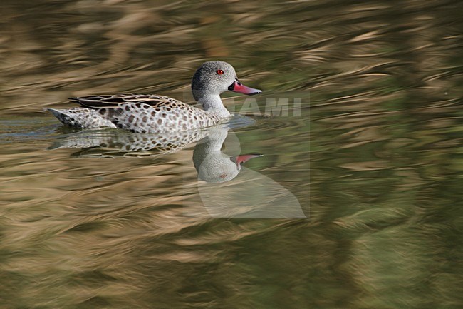 Zwemmende Kaapse Taling, Swimming Cape Teal stock-image by Agami/Karel Mauer,
