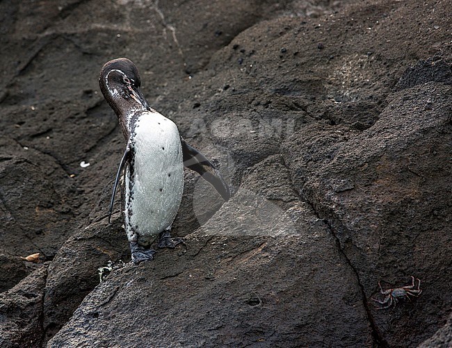 Galapagos Penguin (Spheniscus mendiculus), a rare endemic from the Galapagos Islands stock-image by Agami/Andy & Gill Swash ,