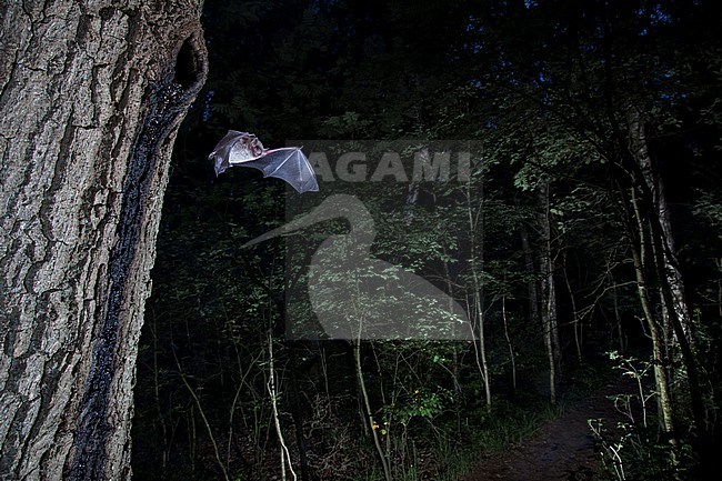 Daubenton's bat leaving roost stock-image by Agami/Theo Douma,