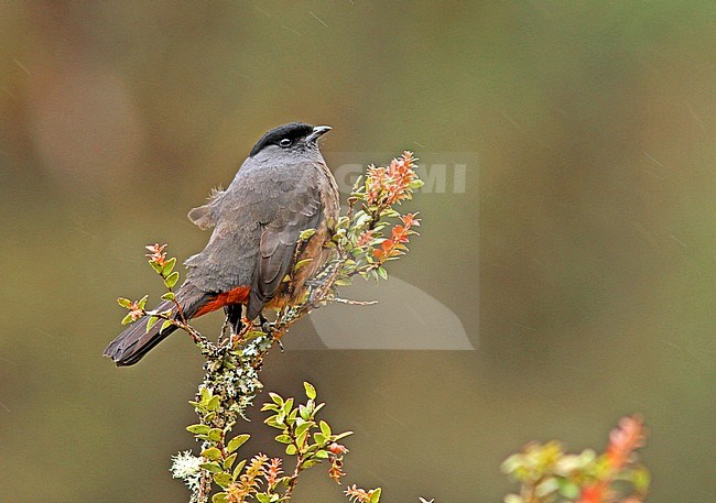  stock-image by Agami/Pete Morris,