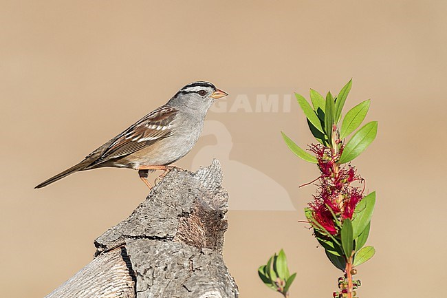 Adult 
Santa Barbara Co., CA
November 2022 stock-image by Agami/Brian E Small,