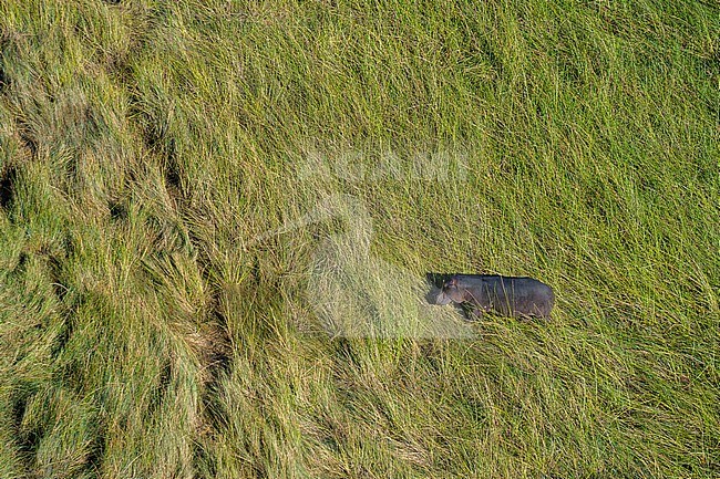An aerial view of an hippopotamus, Hippopotamus amphibius, walking in tall grass in Botswana's Okavango Delta. Botswana. stock-image by Agami/Sergio Pitamitz,