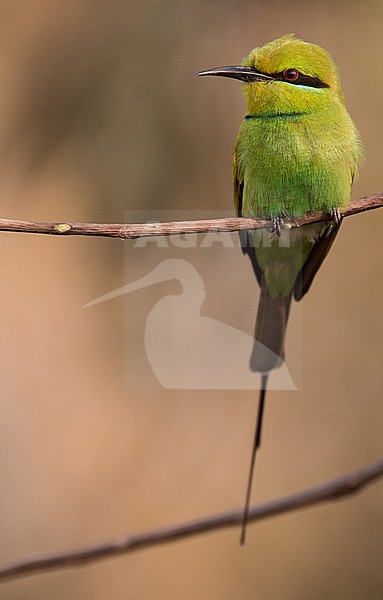 African green bee-eater (Merops viridissimus viridissimus) perched in region of Gambela Peoples, Ethiopia. stock-image by Agami/Ian Davies,