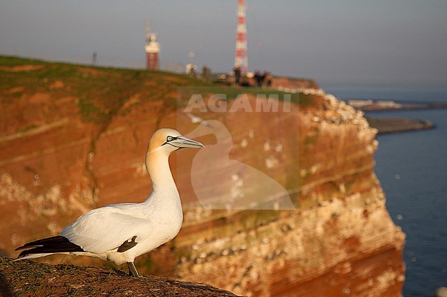Northern Gannet (Morus bassanus) on a breeding cliff on Helgoland, Germany. Sideview with breeding cliffs of Helgoland in the background. stock-image by Agami/Harvey van Diek,