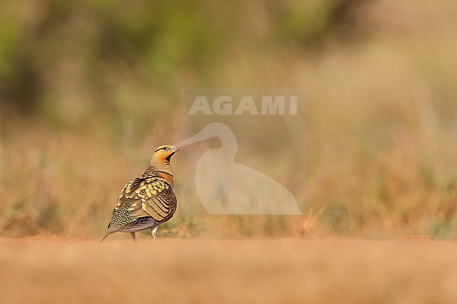 Adult male Pin-tailed Sandgrouse (Pterocles alchata) in steppes near Belchite in Spain. stock-image by Agami/Marc Guyt,