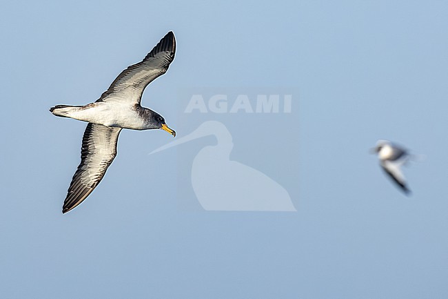  stock-image by Agami/Menno van Duijn,