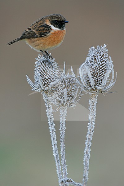 Mannetje Roodborsttapuit in zit; Male European Stonechat perched stock-image by Agami/Menno van Duijn,