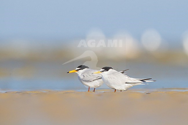 Dwergstern, Little Tern, Sternula albifrons pair on beach stock-image by Agami/Menno van Duijn,