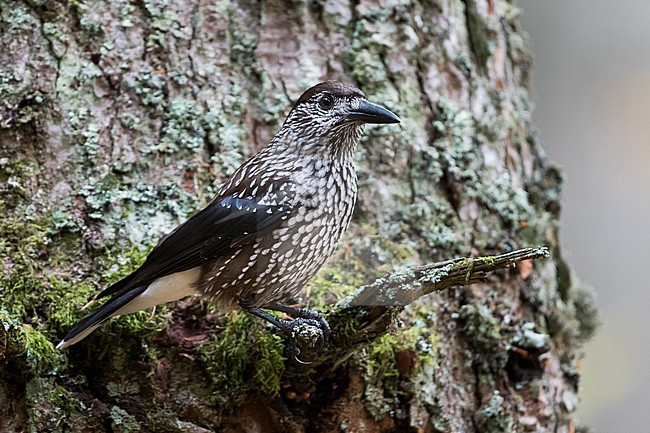 Notenkraker, Nutcracker, Nucifraga caryocatactes caryocatactes, Germany, adult stock-image by Agami/Ralph Martin,