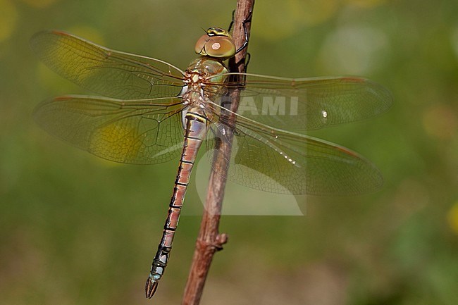 Teneral female Vagrant Emperor (Anax ephippiger) perched on a stick and ready for her first maiden flight in the Netherlands. stock-image by Agami/Fazal Sardar,