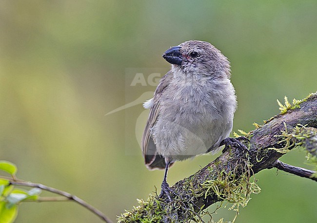 Large tree finch (Camarhynchus psittacula) on the Galapagos Islands, part of the Republic of Ecuador. stock-image by Agami/Pete Morris,