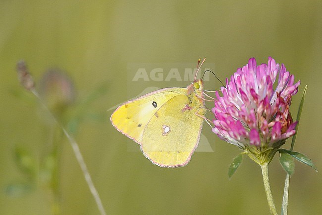 Clouded Yellow (Colias crocea) foraging on a clover flower, against a green background, in Pays de la Loire, France. stock-image by Agami/Sylvain Reyt,