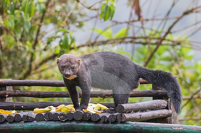 Tayra (Eira barbara) at feeding station at a birding lodge in Peru. stock-image by Agami/Pete Morris,
