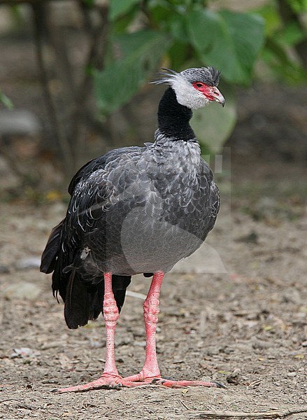 A Northern Screamer (Chauna chavaria) in Colombia. IUCN Status Near Threatened. stock-image by Agami/Tom Friedel,