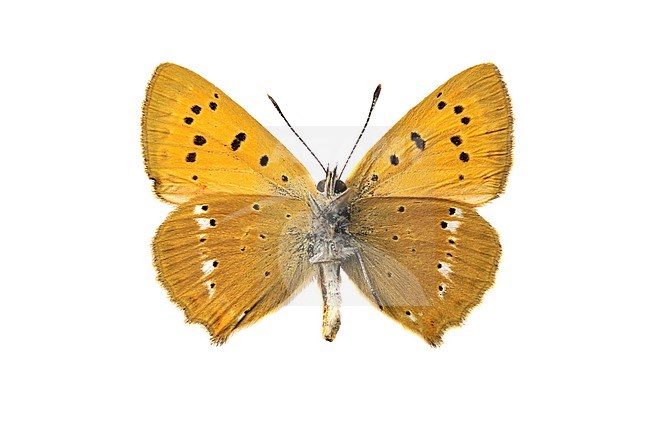 Scarce Copper, Morgenrood, Lycaena virgaureae stock-image by Agami/Wil Leurs,
