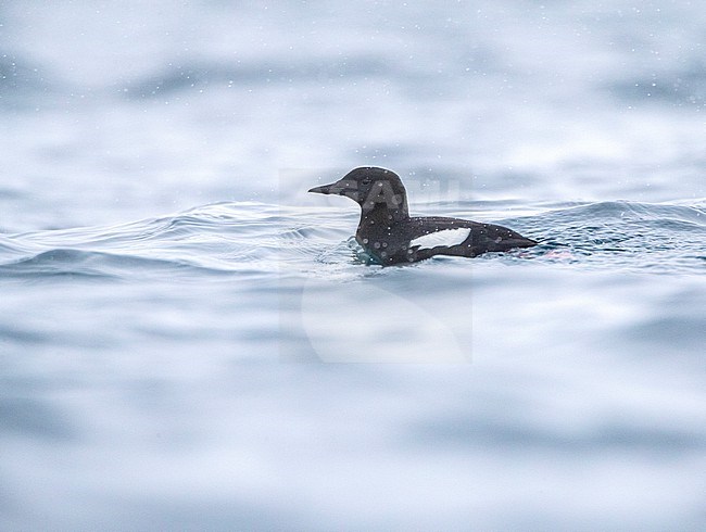 Black Guillemot (Cepphus grylle) in summer plumage swimming in harbor of Vadso in arctic Norway. stock-image by Agami/Marc Guyt,