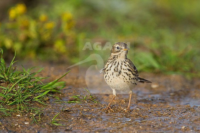 Meadow Pipit - Wiesenpieper - Anthus pratensis ssp. pratensis, Morocco stock-image by Agami/Ralph Martin,