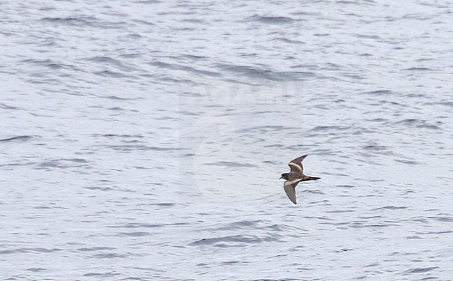 Tristram's storm petrel (Oceanodroma tristrami) in flight over the northern pacific ocean south of Japan. stock-image by Agami/Pete Morris,