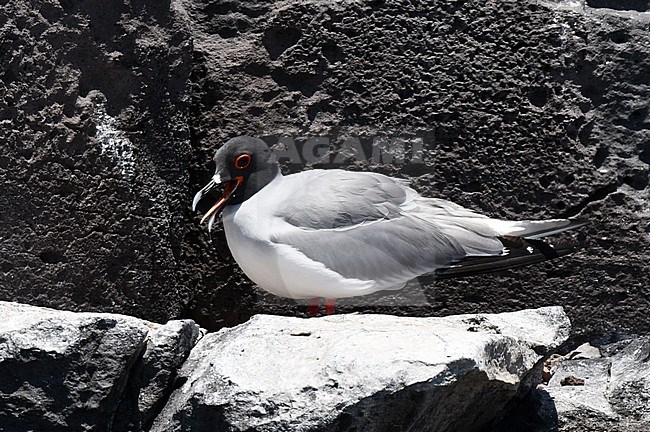 Swallow-tailed Gull (Creagrus furcatus) on the Galapagos islands. stock-image by Agami/Laurens Steijn,