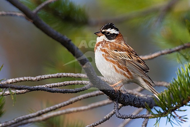 Male Rustic Bunting (Emberiza rustica) in Finland. stock-image by Agami/Daniele Occhiato,