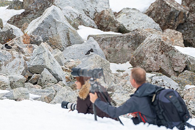 Little Auk (Alle alle) during summer on Spitsbergen, arctic Norway. Photographers in the foreground. stock-image by Agami/Marc Guyt,