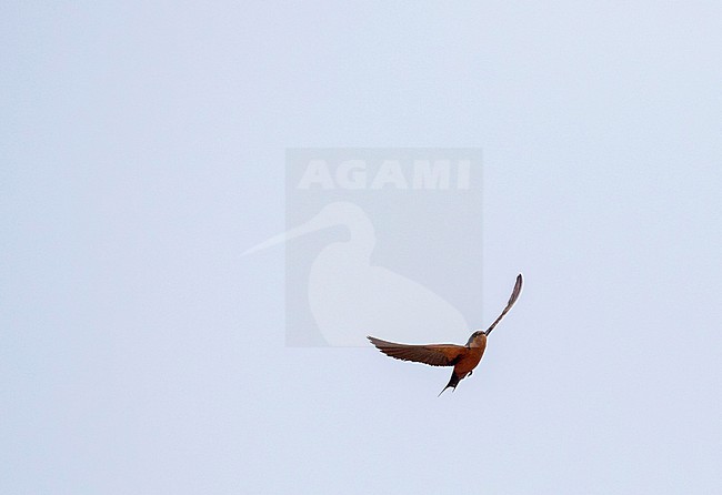 Black-and-rufous Swallow (Hirundo nigrorufa) in Angola. stock-image by Agami/Pete Morris,