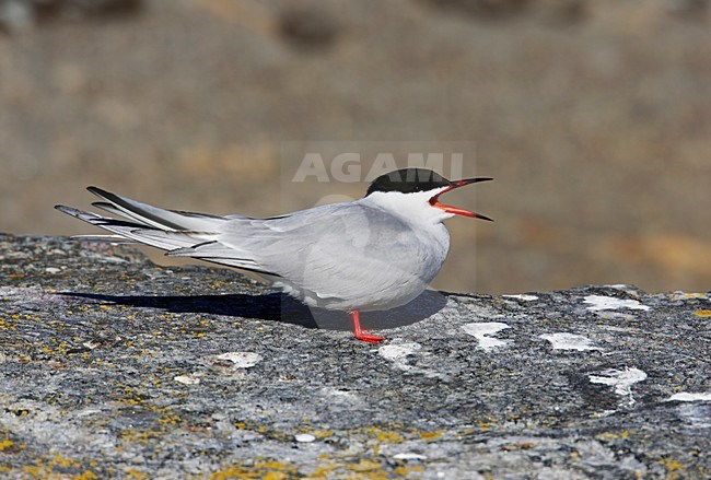 Visdief; Common Tern stock-image by Agami/Markus Varesvuo,