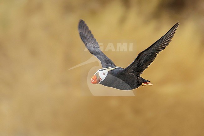 Tufted Puffin (Fratercula cirrhata)flying out to sea near the coast of Washington State, USA. stock-image by Agami/Glenn Bartley,