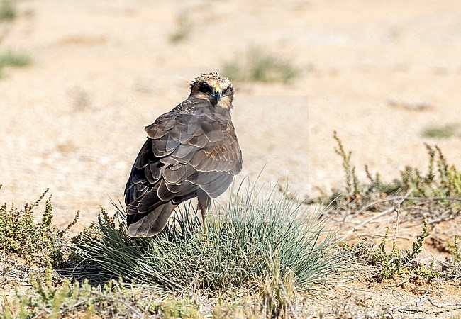 Western Marsh Harrier (Circus aeruginosus) female in winter perched near the coast of Salalah, Oman stock-image by Agami/Roy de Haas,