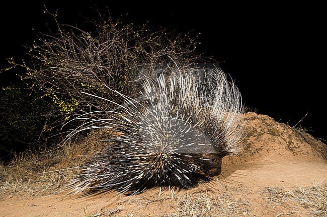 A remote camera trap captures a porcupine, Hystrix cristata, Kalama Conservancy, Samburu, Kenya. Kenya. stock-image by Agami/Sergio Pitamitz,