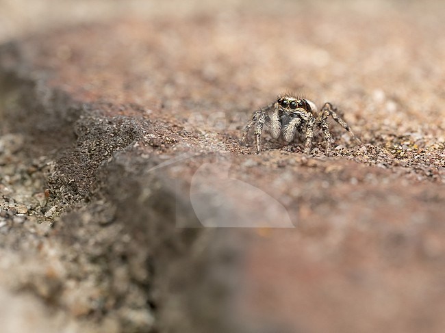 Zebra jumper, Salticus scenicus hunting on an old wall waith lichen stock-image by Agami/Arnold Meijer,