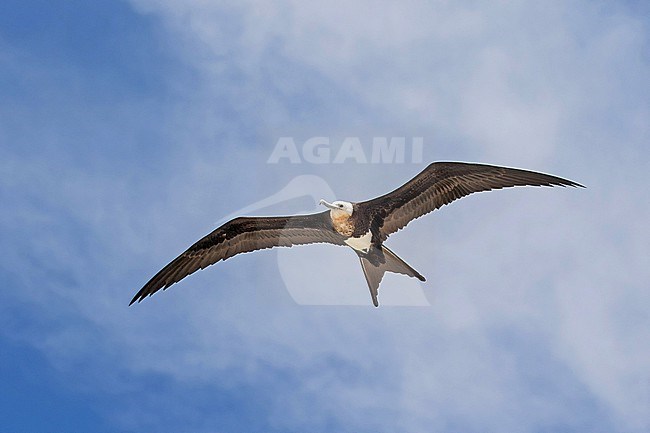 Immature Great Frigatebird, Fregata minor.  Photographed during a Pitcairn Henderson and The Tuamotus expedition cruise. stock-image by Agami/Pete Morris,