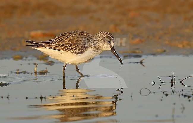 A Broad-billed Sandpiper at dawn along the coast of Oman, where it winters. stock-image by Agami/Eduard Sangster,