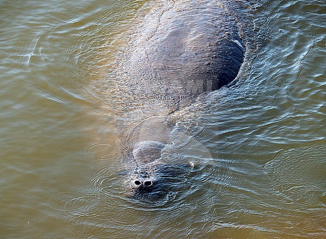 West Indian manatee (Trichechus manatus ssp latirostris) in the water of Merrit Island stock-image by Agami/Roy de Haas,