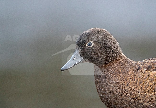 Female Campbell Island Teal (Anas nesiotis), also known Campbell Teal. A small, flightless, nocturnal species of duck endemic to the Campbell Island group of New Zealand. stock-image by Agami/Marc Guyt,