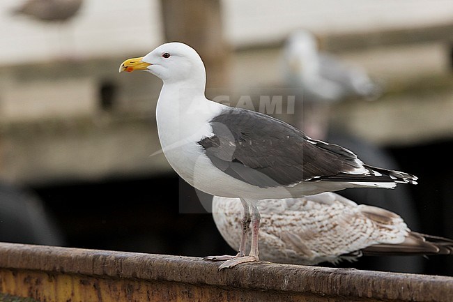 Great Black-backed Gull (Larus marinus), standing on a piece of metal stock-image by Agami/Saverio Gatto,