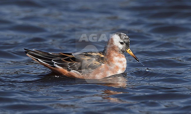 Adult Red Phalarope (Phalaropus fulicarius) swimming on a freshwater pond in North America. Moulting into summer plumage. stock-image by Agami/Brian Sullivan,