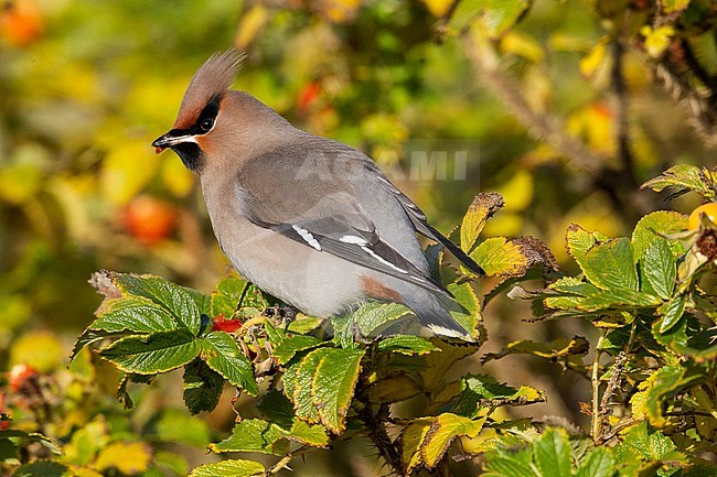 Bohemian Waxwing (Bombycilla garrulus) during autumn on the Shetland islands in Scotland. Perched on top of a bush against a yellow autumn colored background. stock-image by Agami/Hugh Harrop,
