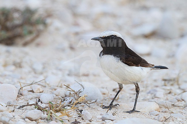 Arabian Wheatear - Schwarzrücken-Steinschmätzer - Oenanthe lugens ssp. lugentoides, Oman, adult male stock-image by Agami/Ralph Martin,