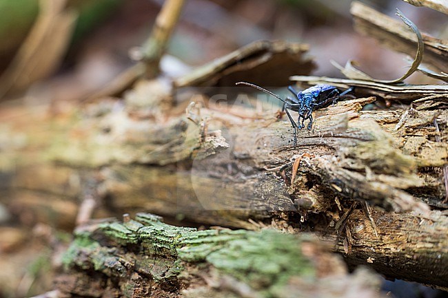 Carabus intricatus - Blue ground beetle - Dunkelblauer Laufkäfer, Germany (Baden-Württemberg), imago, female stock-image by Agami/Ralph Martin,