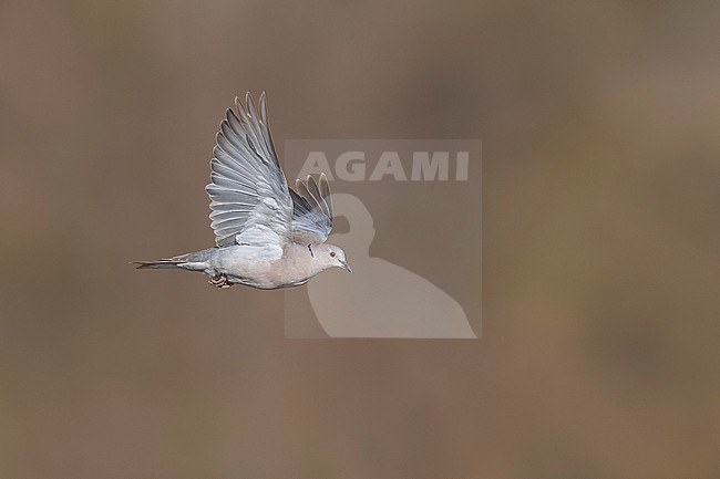 Flying African Collared-Dove (Streptopelia roseogrisea roseogrisea) over sewage pond of Mindelo, Sao Vicente, Cape Verde. stock-image by Agami/Vincent Legrand,