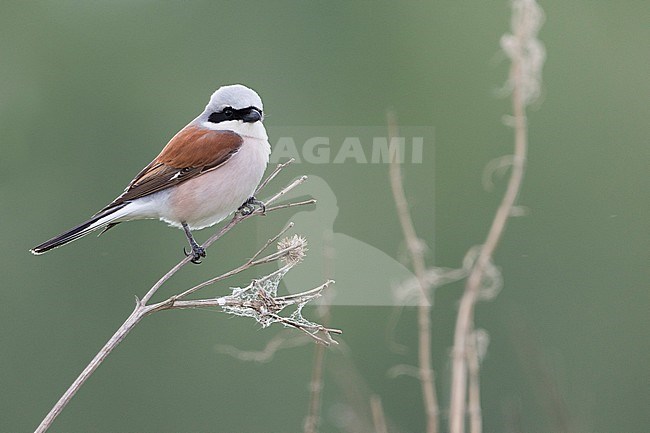 Red-backed Shrike - Neuntöter - Lanius collurio, Russia (Ural), adult male stock-image by Agami/Ralph Martin,