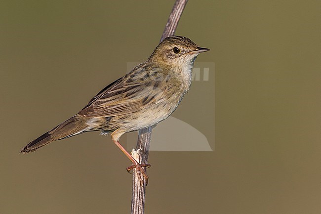 Sprinkhaanzanger; Grasshopper Warbler; Locustella naevia straminea stock-image by Agami/Daniele Occhiato,