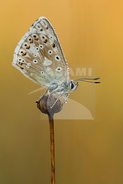 Bleek blauwtje in de Eifel / Chalkhill Blue in the Eifel stock-image by Agami/Bas Mandos,