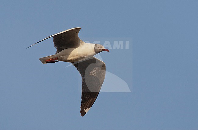 Adult African Grey-headed Gull (Chroicocephalus cirrocephalus poliocephalus) in flight along the coast in Gambia. stock-image by Agami/Marc Guyt,